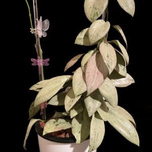 hoya nicholsoniae 'new guinea ghost'