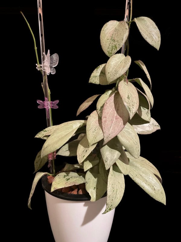 Hoya nicholsoniae 'New Guinea Ghost'