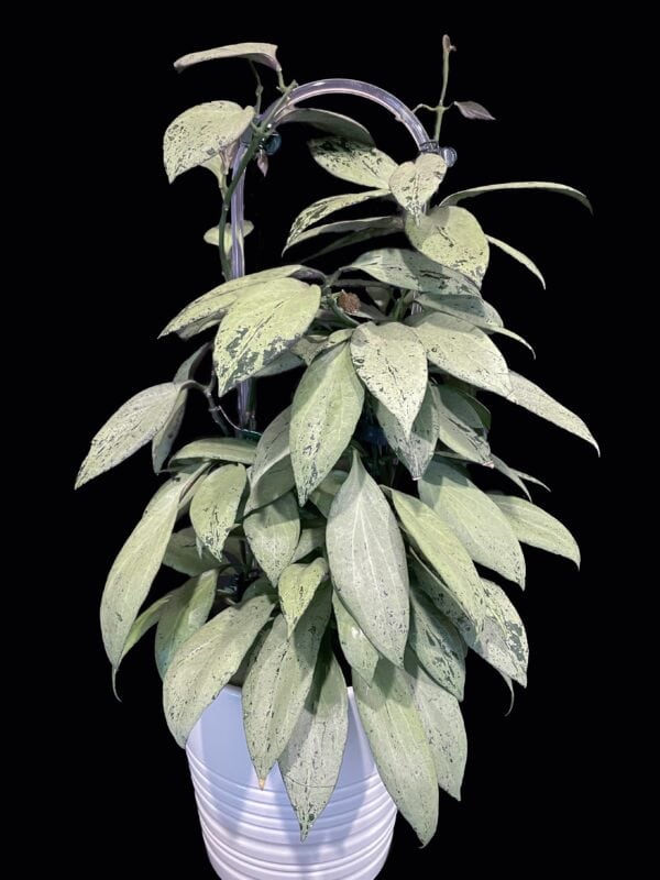 hoya nicholsoniae 'new guinea ghost'