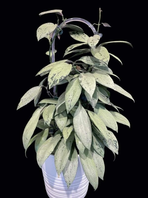 Hoya nicholsoniae 'New Guinea Ghost'