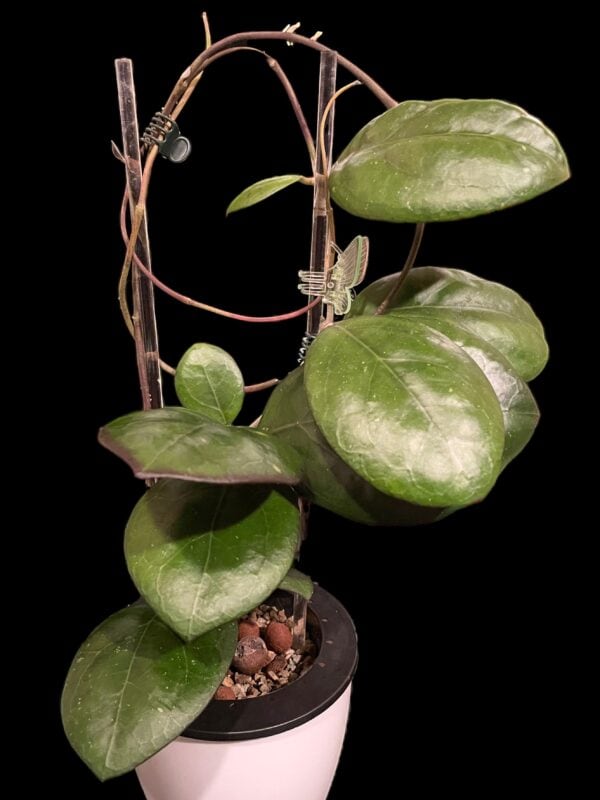 hoya ‘nathalie’
