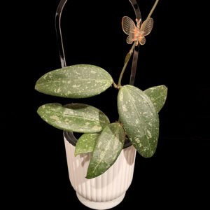 hoya rhm 05 01