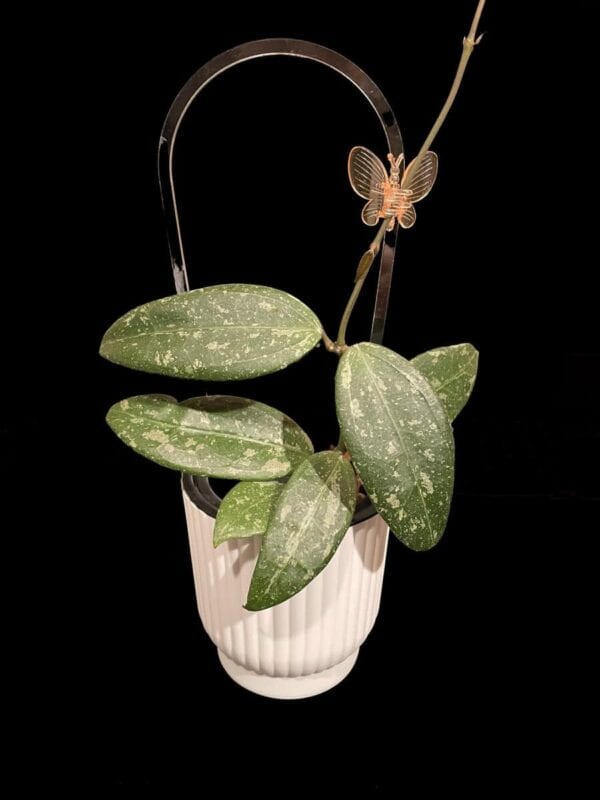 Hoya RHM 05-01