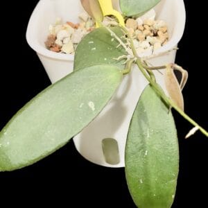hoya sp. sabah ‘dragonfly’ (epc 960)