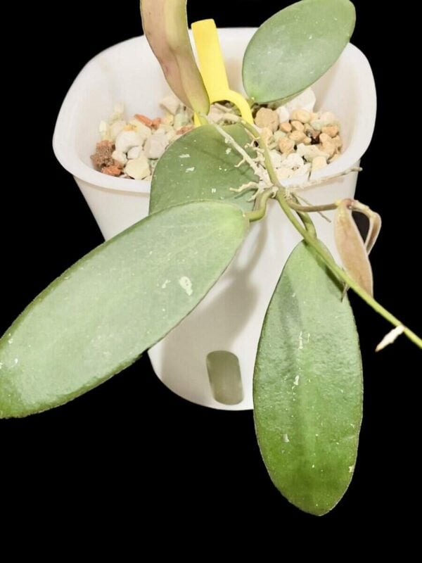 Hoya sp. Sabah ‘Dragonfly’ (EPC-960)