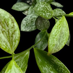 hoya aff. collina sp. papua (splash)