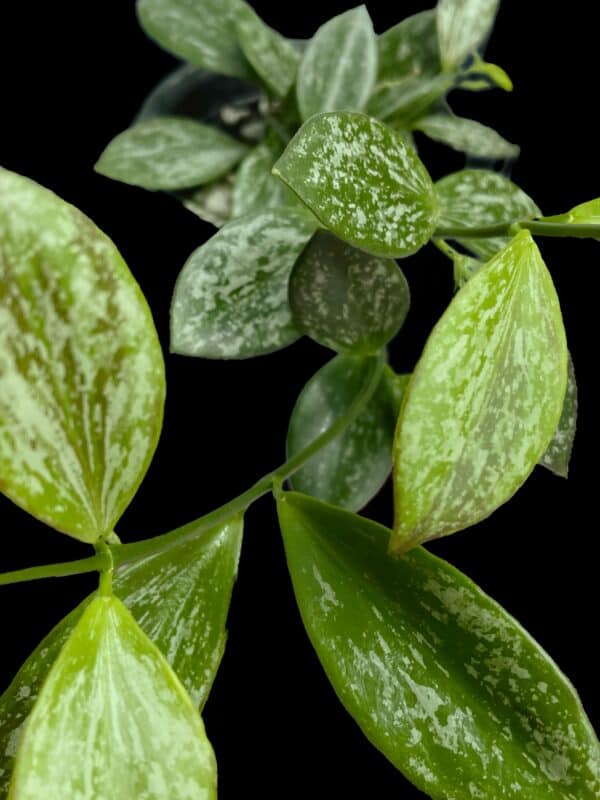 hoya aff. collina sp. papua (splash)