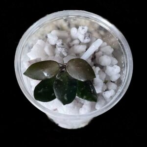 hoya sp. amber of borneo