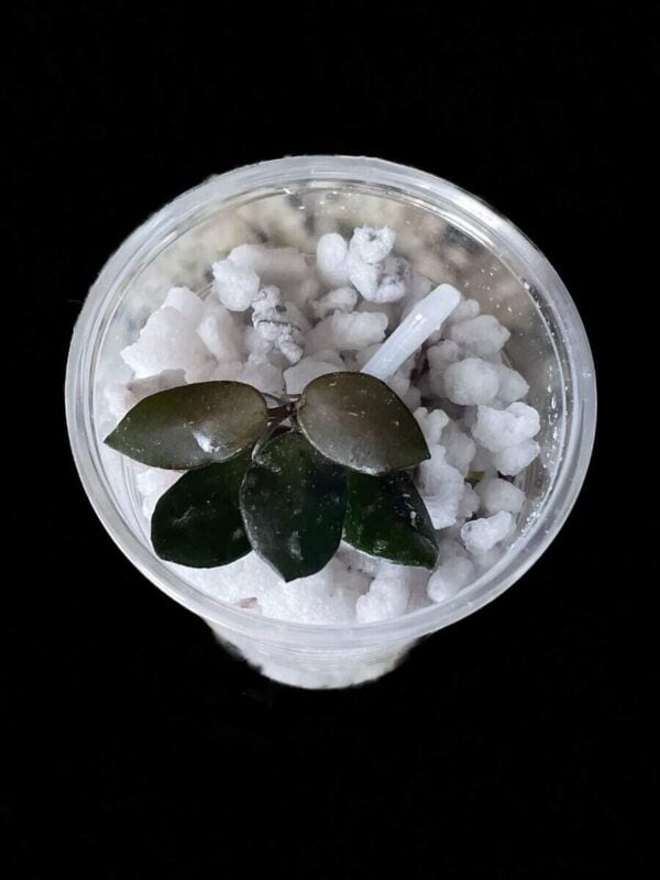 hoya sp. amber of borneo