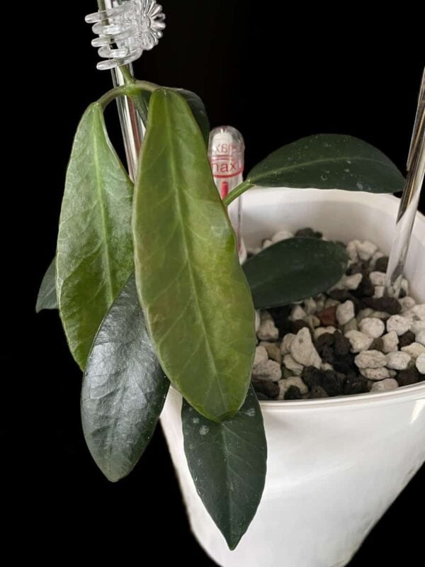 Hoya apoensis
