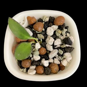 hoya bilobata (fka panchoi)