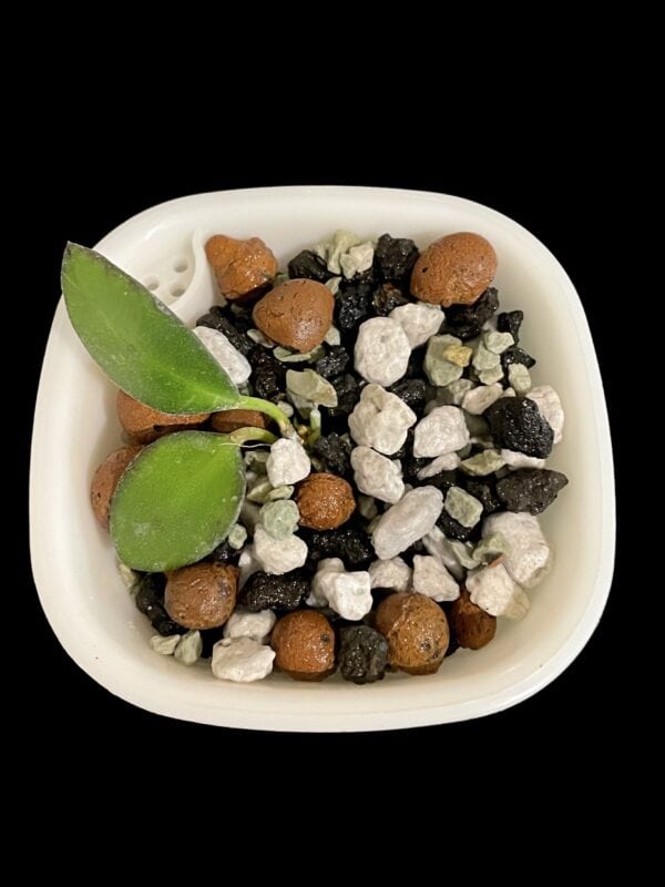 hoya bilobata (fka panchoi)