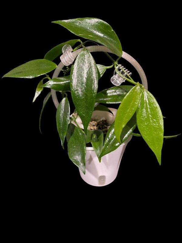 Dischidia ‘blue flower’