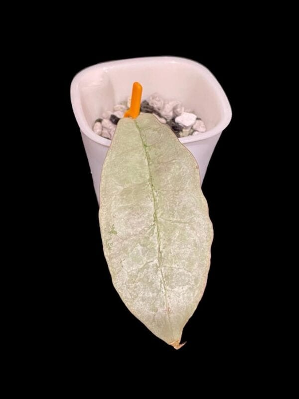 Hoya mitrata (silver) (formerly sp. Buntok silver)