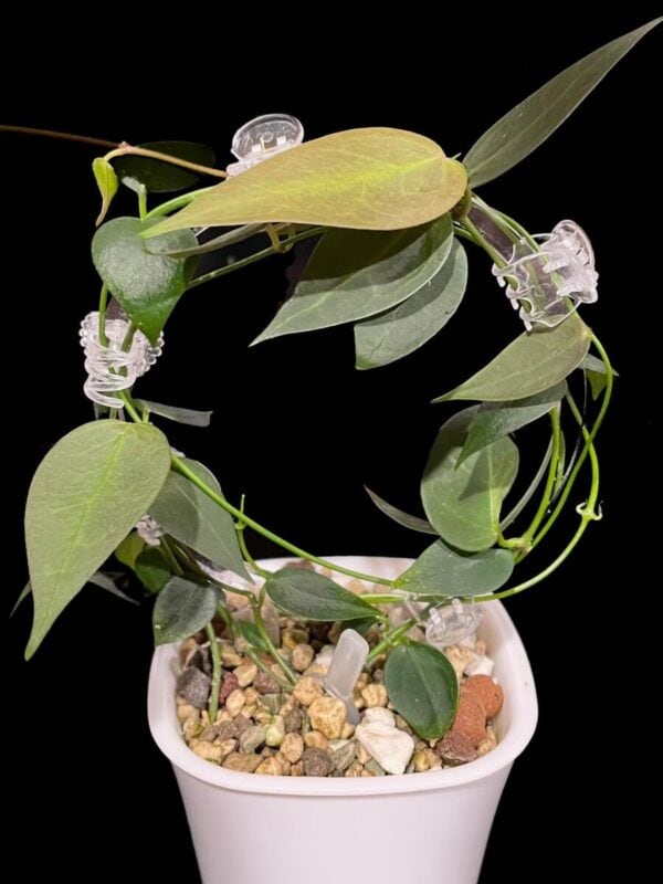 Hoya carrii