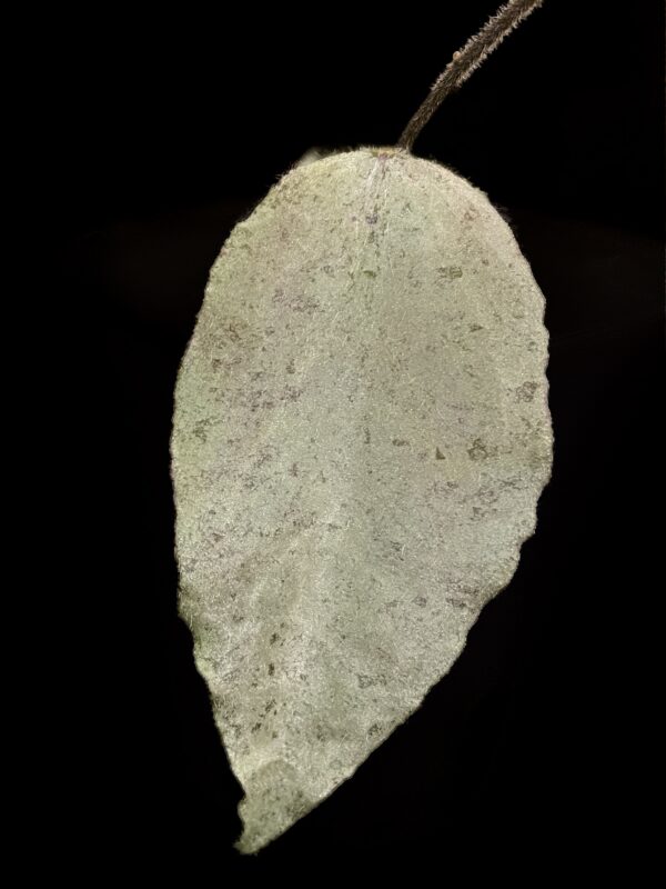 hoya caudata ‘argene’