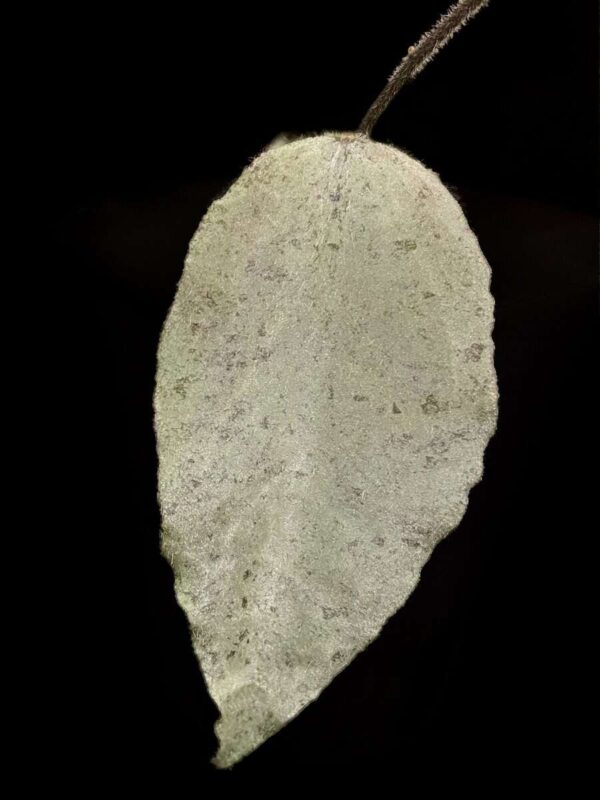 Hoya caudata ‘Argene’