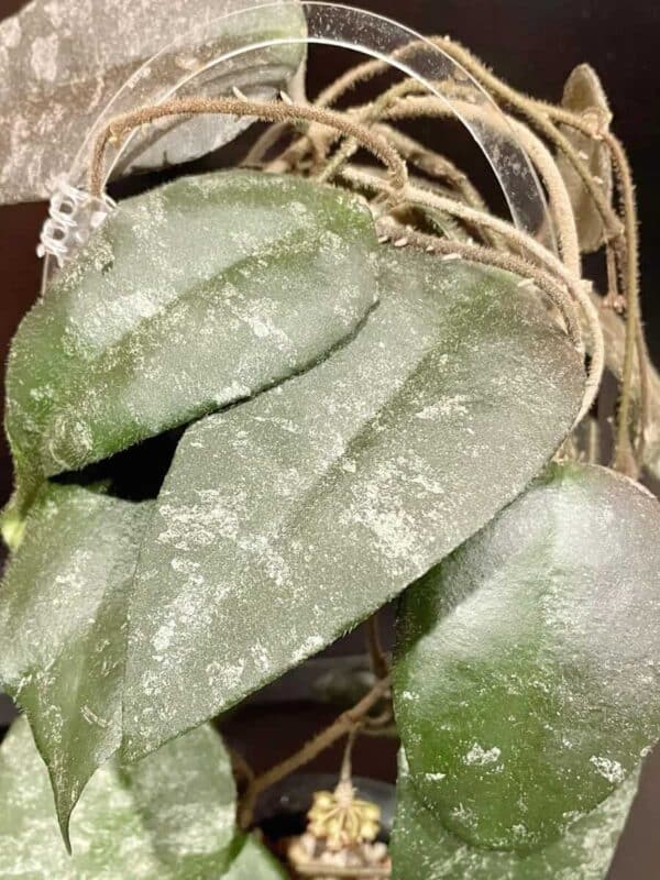Hoya caudata (Sumatra)