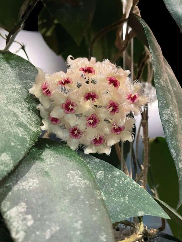 Hoya caudata (Sumatra) - Image 2