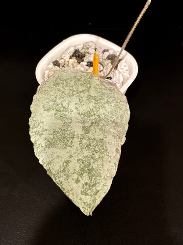 hoya caudata (super silver)