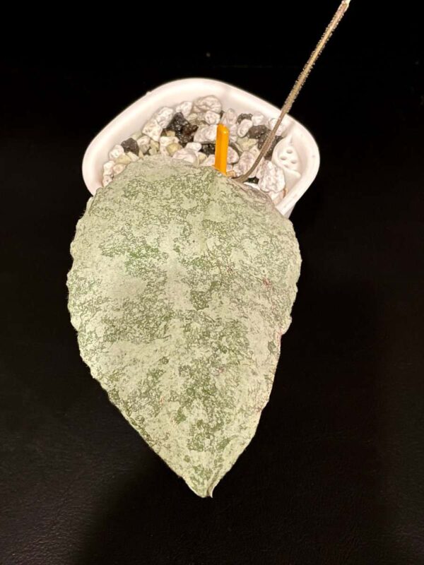 Hoya caudata (super silver)