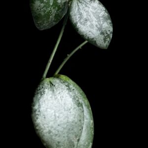 hoya collina noid (splash)