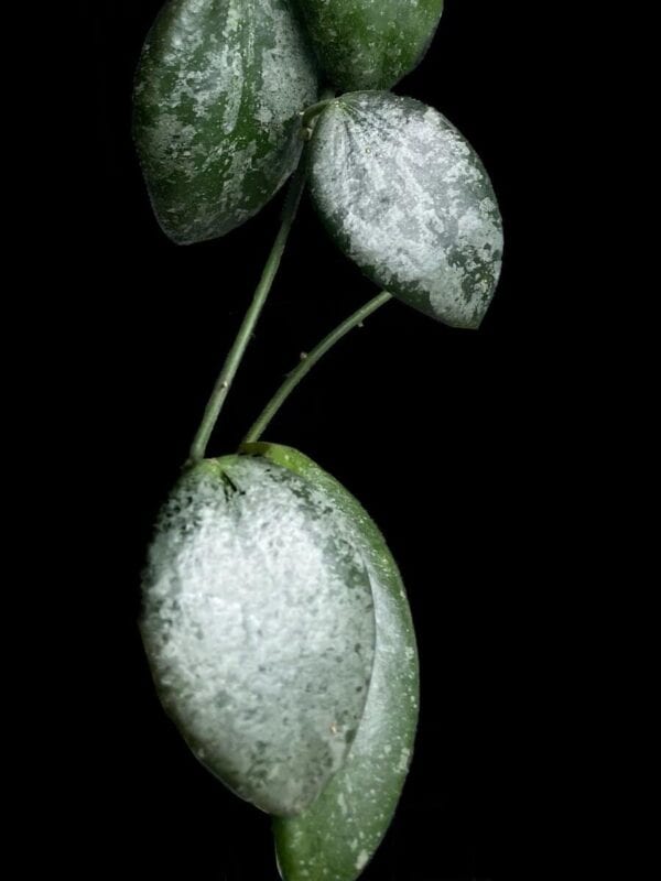 Hoya collina NOID (splash)