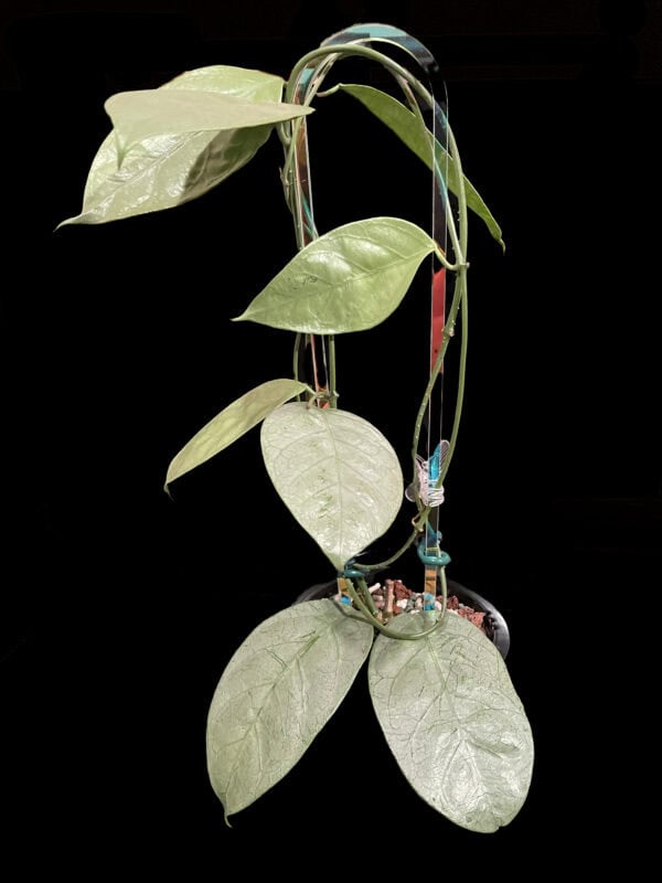 hoya coriacea (silver)