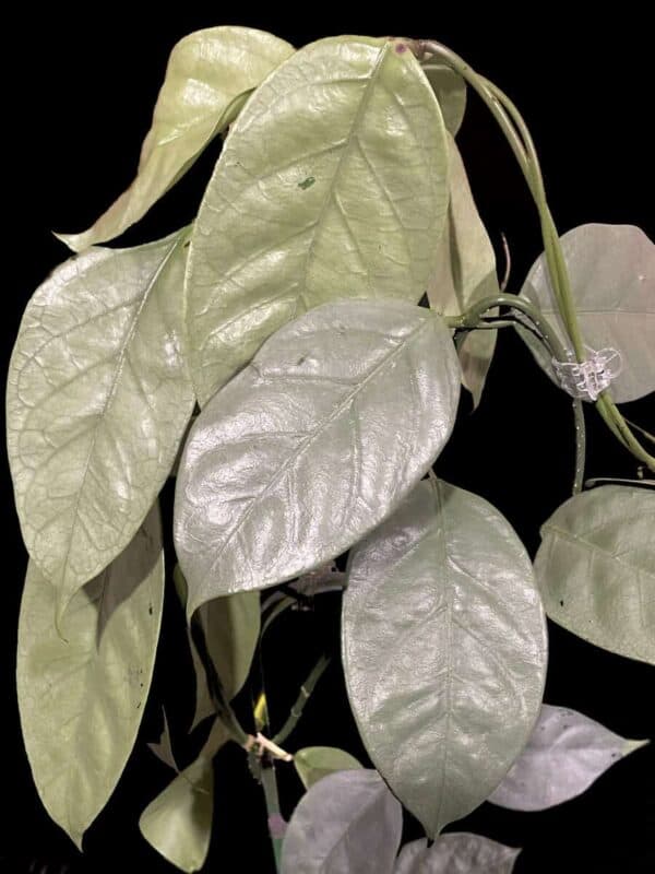 Hoya coriacea (silver)