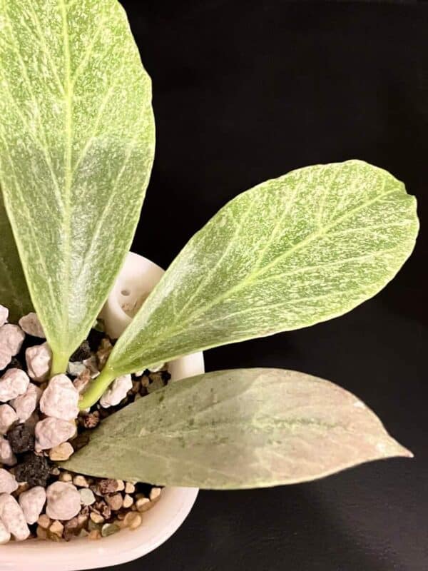 Hoya ‘Cryptic Chrome’ (CML-09-21-A)