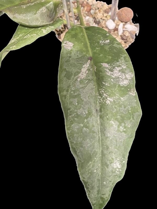 Hoya fauziana ssp. angulata