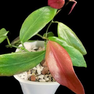hoya flavida