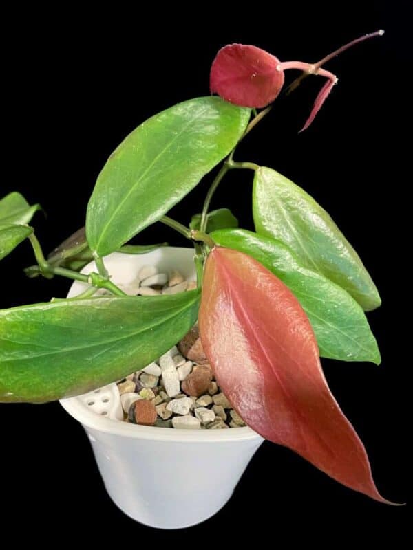 Hoya flavida