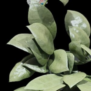 hoya lacunosa 'full moon'
