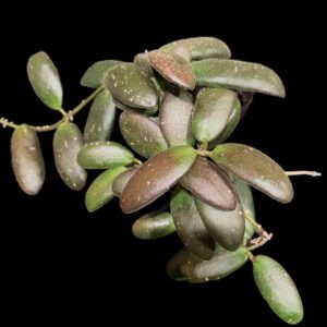 hoya gps 7240 (grapes)