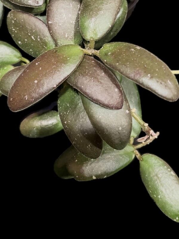 Hoya GPS-7240 (grapes)