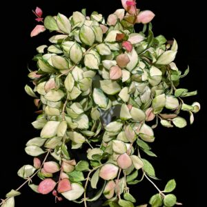 hoya heuschkeliana (inner variegated)