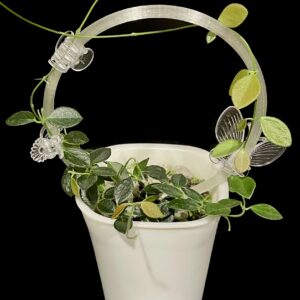 hoya sp. papua im08