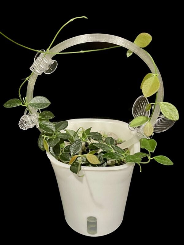 hoya sp. papua im08