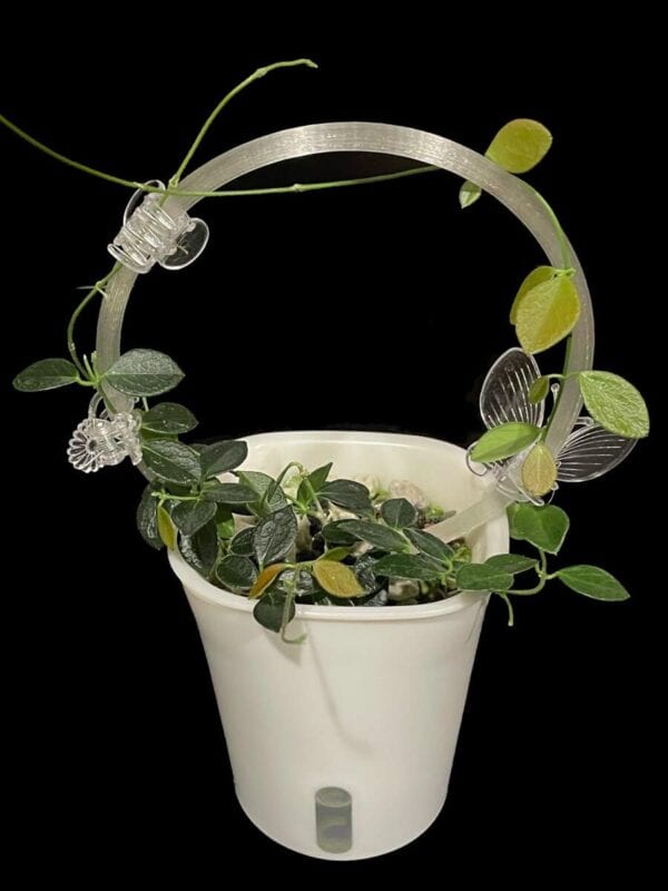 Hoya sp. Papua IM08