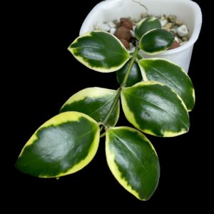 hoya incurvula 'palta'