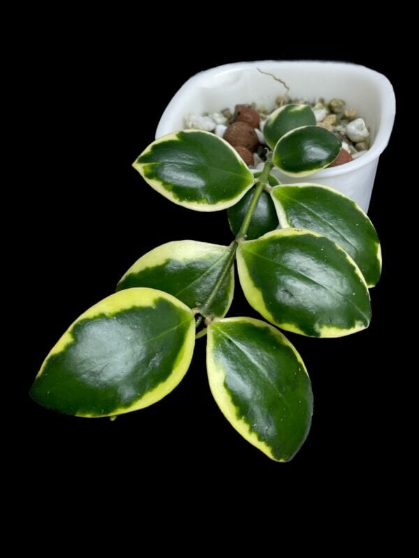 hoya incurvula 'palta'