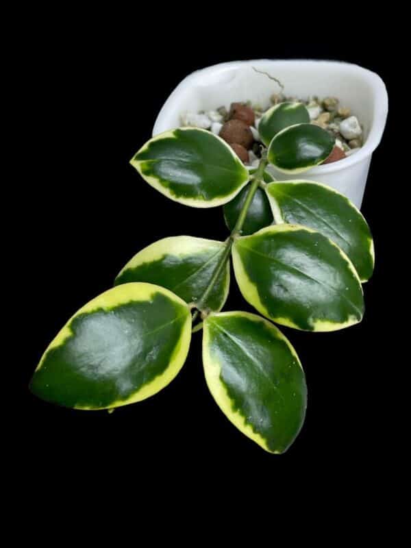 Hoya incurvula 'Palta'