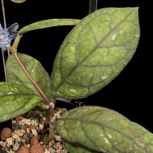 hoya ‘irina’