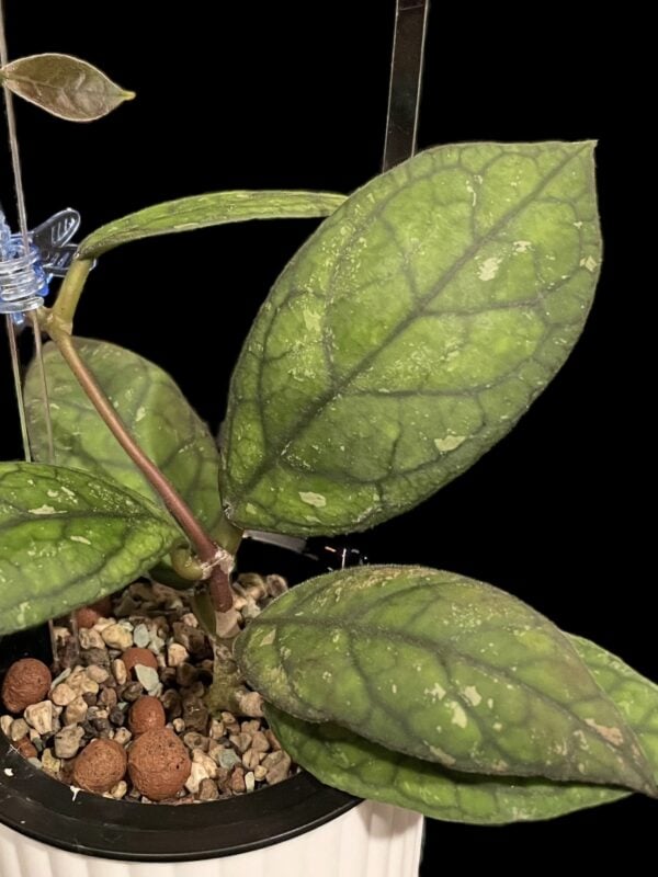 hoya ‘irina’