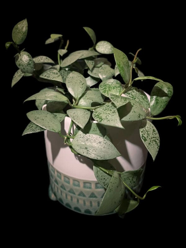 hoya lacunosa 'jawa barat'