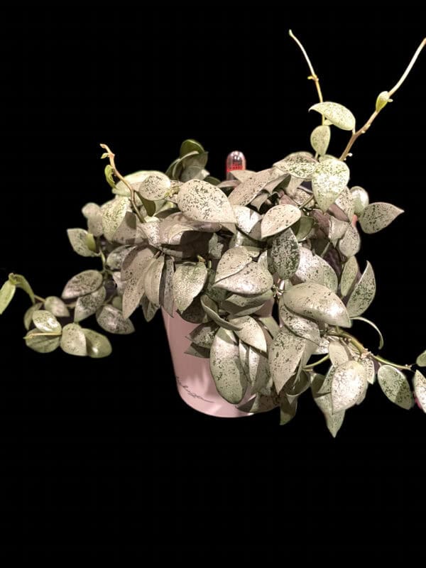 hoya lacunosa 'jawa barat'