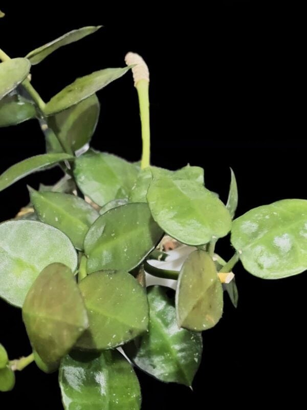 Hoya krohniana (true form)