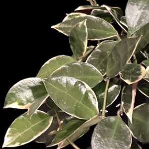 hoya lacunosa 'asami' (clone 2)