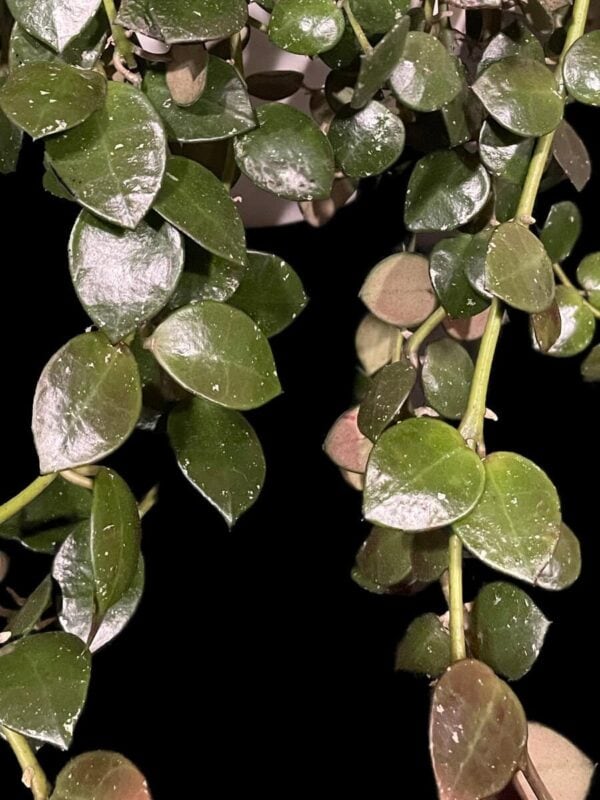 Hoya lacunosa 'Fraser Hills'